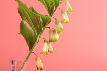 white flowers bells on a pink background. print Solomon, Kupena