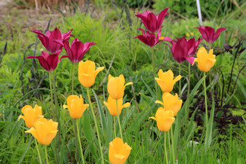 Many colorful tulips as a floral background