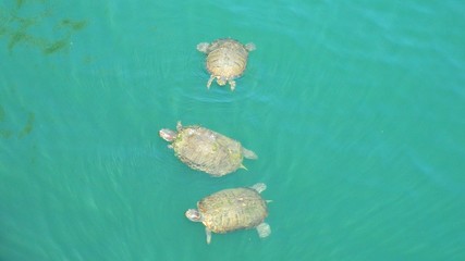 3 turtles in a pond