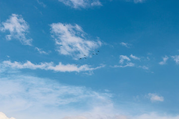 Céu azul com pássaros voando