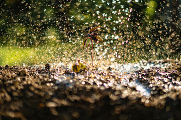 small young plant sprout under the strong heavy rain