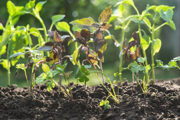 young small colored plants under the sunshine