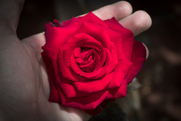 Red Rose I