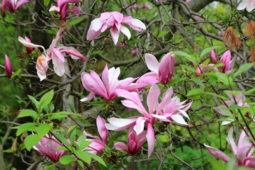 Pink flowers of magnolia