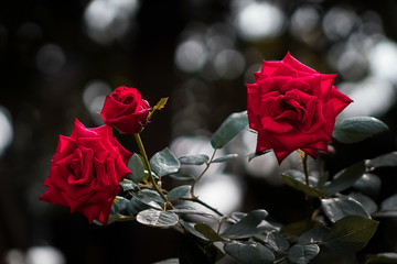 Red Rose III