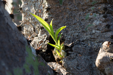 orquideas