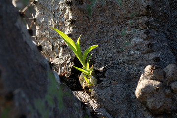 orquideas