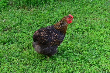 Golden Laced Wyandotte