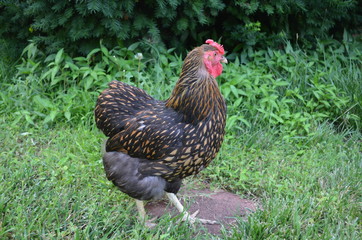 Golden Laced Wyandotte