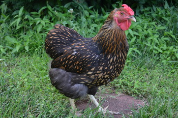 Golden Laced Wyandotte