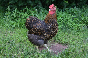Golden Laced Wyandotte
