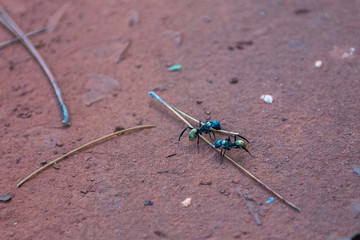 Hormigas
