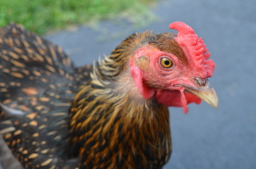 Golden Laced Wyandotte Head