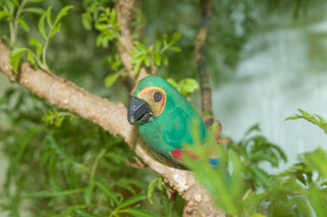 little green wooden parrot on Ming Arali (Polyscias fruticosa) tree, cute decoration garden ornament