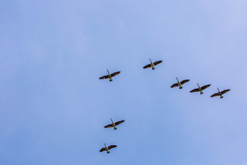 Fototapeta na wymiar Geese flock flying south as winter coming cold