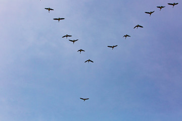 Geese flock flying south as winter coming cold