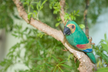 little green wooden parrot on Ming Arali (Polyscias fruticosa) tree, cute decoration garden ornament