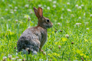 Fototapeta premium Cottontail Rabbit in Grass field