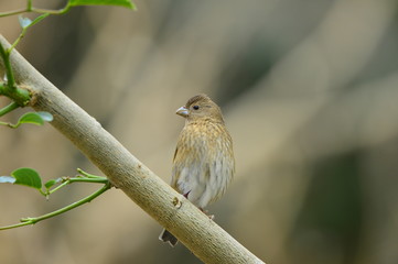 The outdoor fringillidae birds in the park