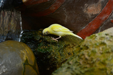 The outdoor fringillidae birds in the park