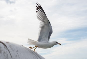 Seagull taking off with extended wings.