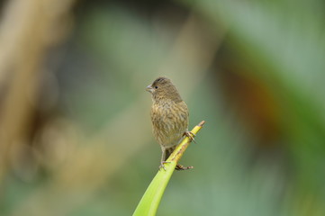 The outdoor fringillidae birds in the park