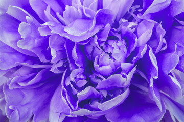 beautiful purple  flower peonies closeup