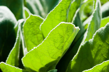 Close-up of plant leaf in sunlight.