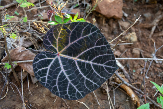hoja
