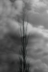 Obraz premium Arbol seco
