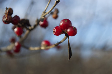 Winter berries