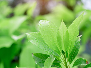 Nature view of green leaf and water drop on blurred greenery background in garden with natural green plants landscape, ecology, fresh wallpaper concept.