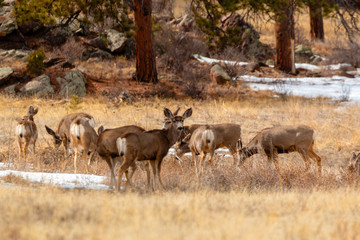 Naklejka na ściany i meble Colorado High Country Deer