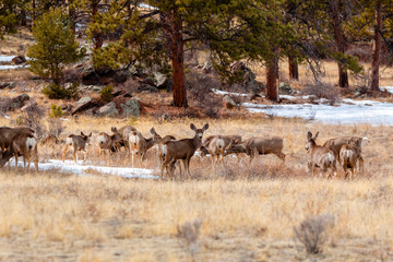 Colorado High Country Deer