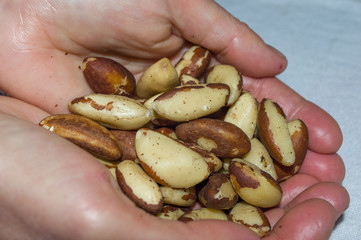 female hand holding portion of Brazil nut (bertholletia excelsa) or castanha do para