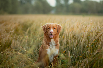 happy dog in a wheat field. Pet on nature. red Nova Scotia Duck Tolling Retriever, Toller