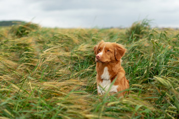 happy dog in a wheat field. Pet on nature. red Nova Scotia Duck Tolling Retriever, Toller
