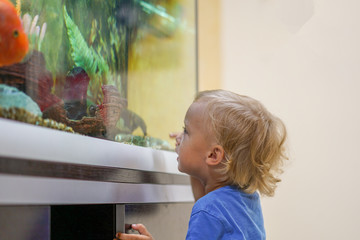 Fototapeta na wymiar Cute boy looking on colorful aquarium fishes in fish tank, carassius auratus