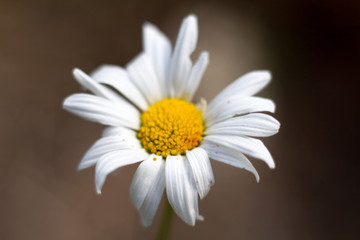 Extreme close-up of a daisy flower on a blurred forest background, selective focus