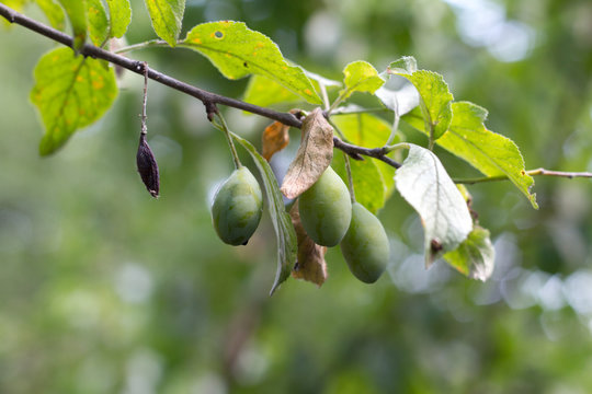 A plum branch with unripe green plums against of a blured garden, selective focus