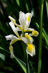 Veiled iris (Iris Spurio)