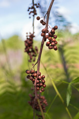something on a branch