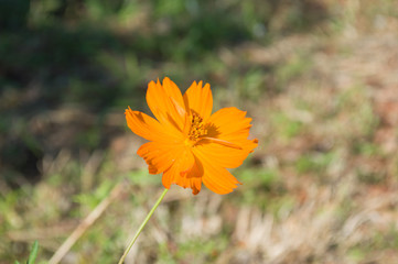 orange flower Goldilocks Rocks (Bidens ferulifolia) - spontaneous plant growing on land