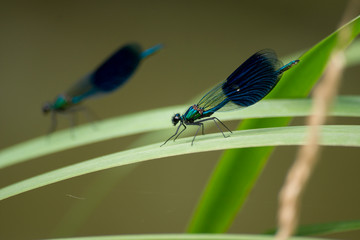 Banded Dragonfly (Calopteryx splendens)