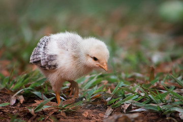 Chicken in the Grass