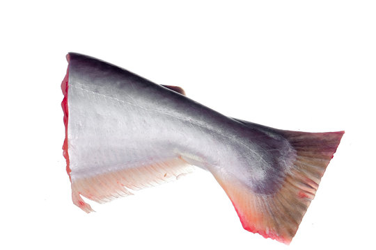 Fresh raw Ikan Patin or Silver Catfish or Iridescent shark fish or scientific name Pangasius Sutchi isolated on white background