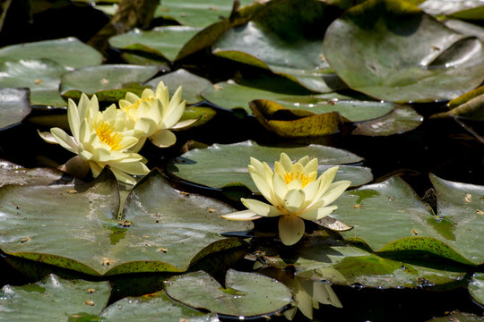 Yellow Water Lily (Nuphar luteum)