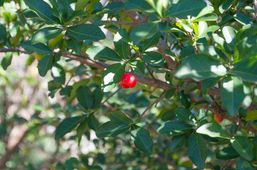 small single fruit of red acerola (Malpighia emarginata) in the leaves of the tree