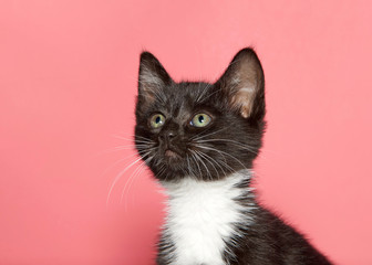 Portrait of a black and white tuxedo kitten looking up to viewers right. Pink background with copy space.