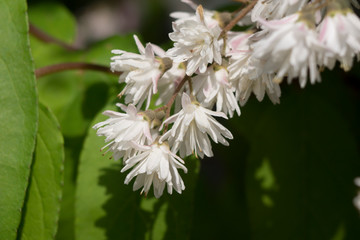 Lily of the valley (Deutzia scabra)